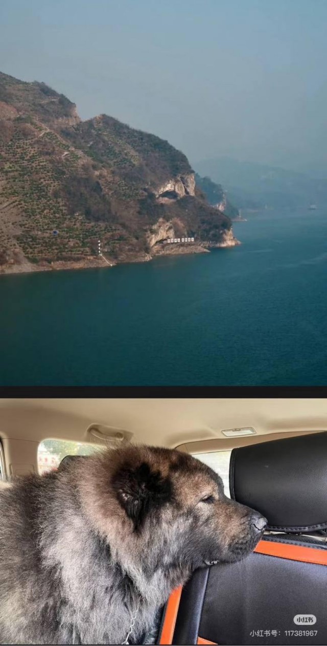 Собака на горе мем