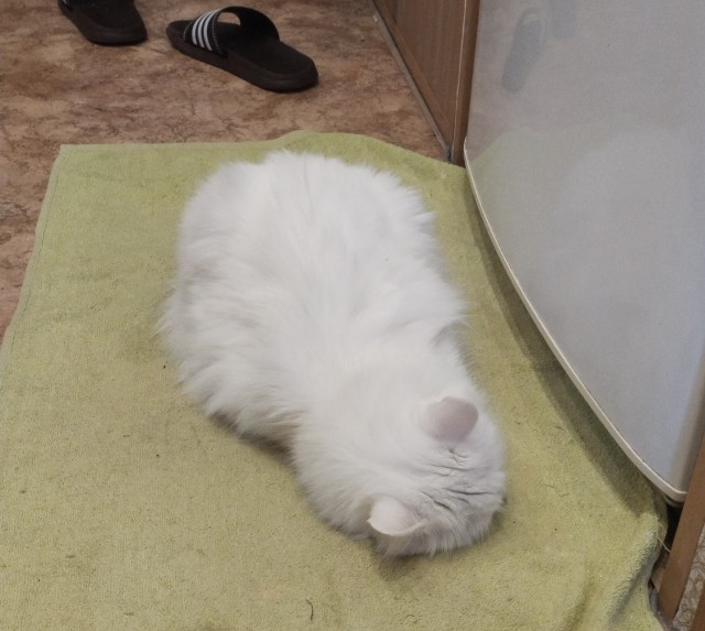 Спящий кот