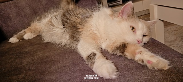 Спящий кот