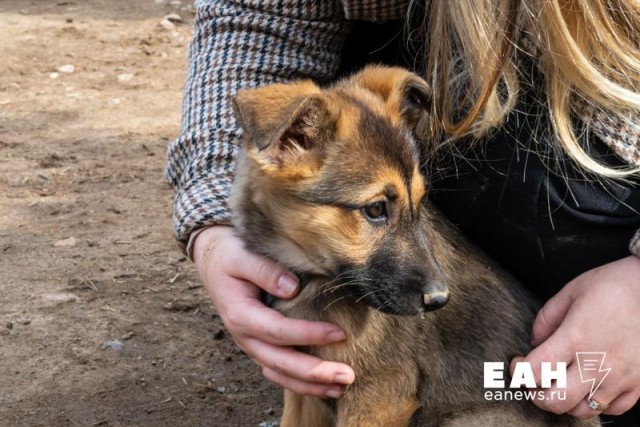 Новые правила содержания собак разработаны в Свердловской области