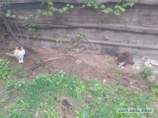Жизнь домашнего приюта для котеек 544
