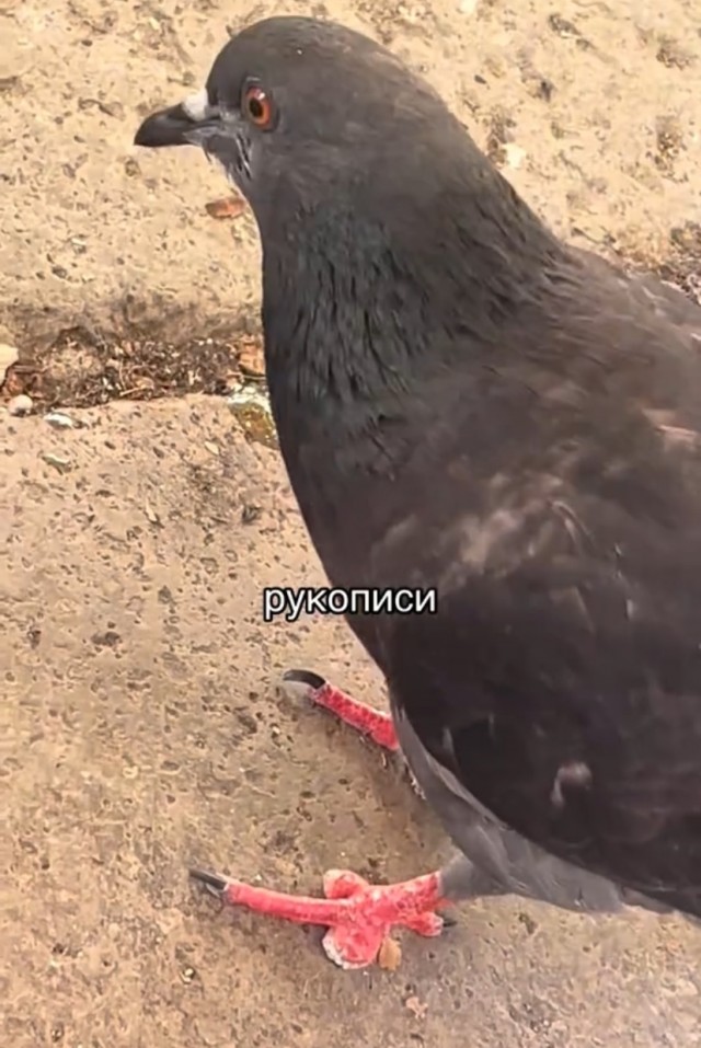 Весёлый полтишок 22.08.25