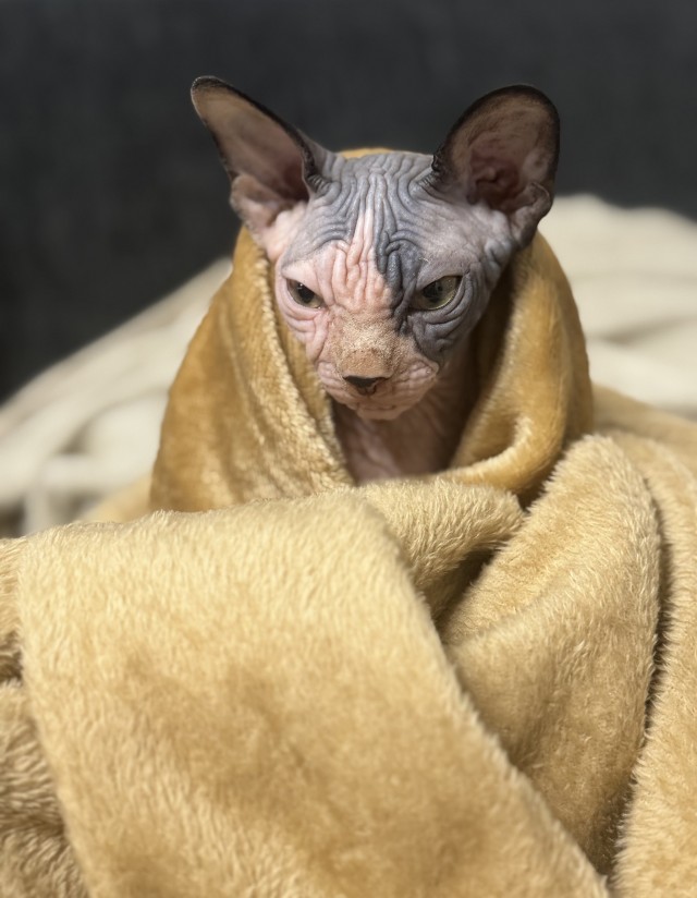 Не голый, а одеялый!