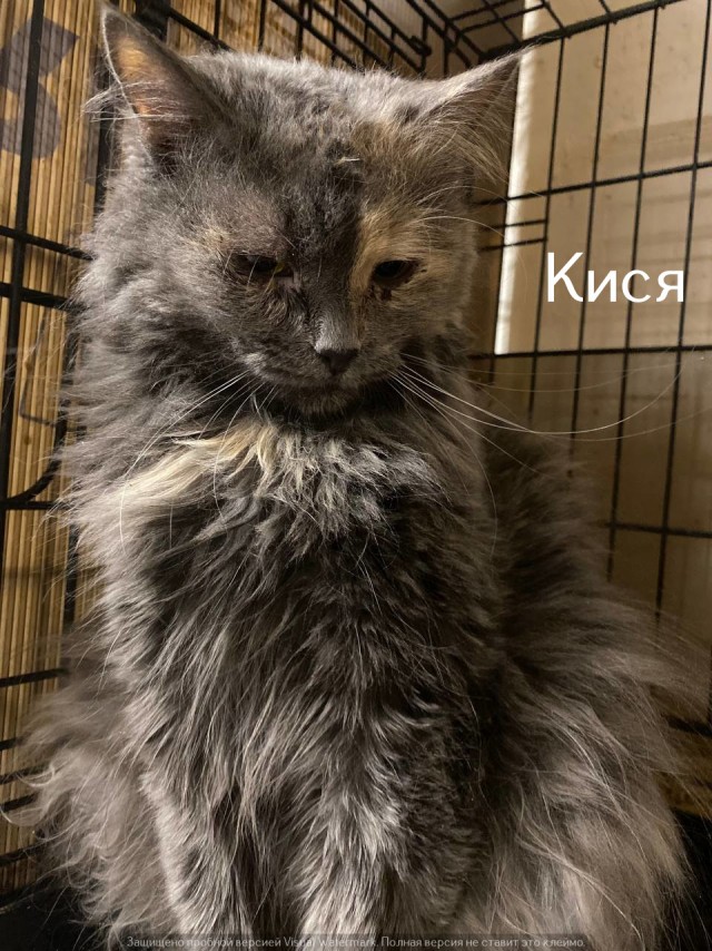 Жизнь домашнего приюта "Котоленд" 529