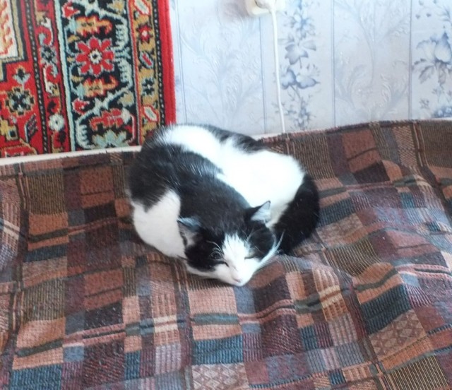 80 г => 3,1 кг (котовторник)