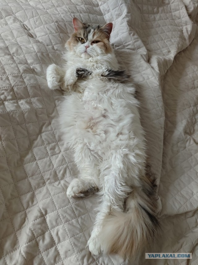 Рандомных фото котов тред — 2