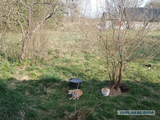 Жизнь домашнего приюта для котеек 577