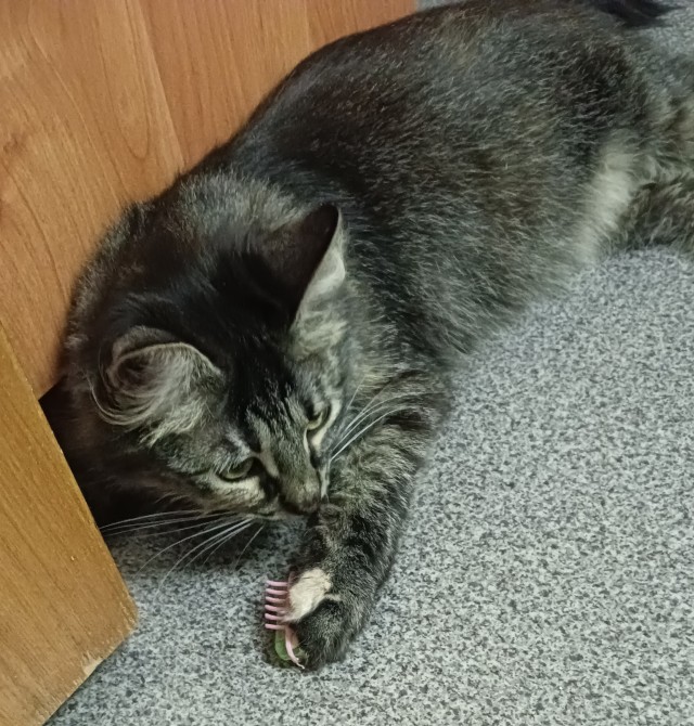 Игрушки для кошек.