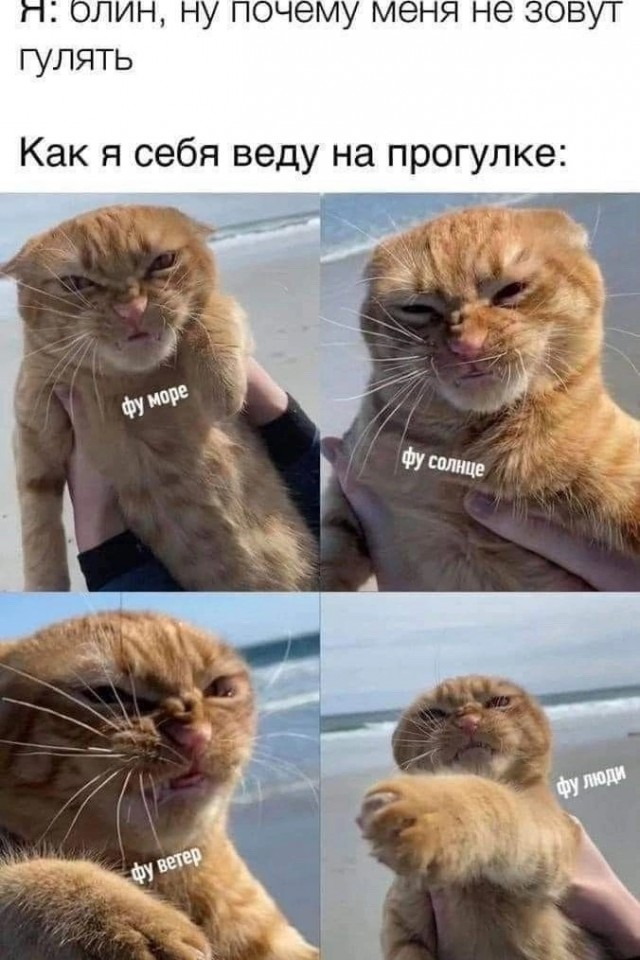 На уходящий котовторник