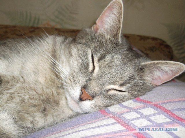 Котовторник  30.07.2013