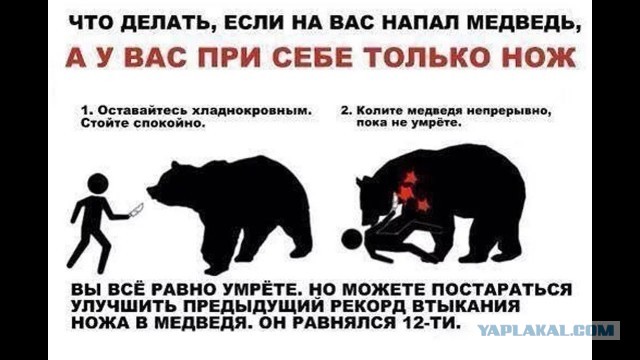 Что будет с вами,при случайной встрече в лесу с бурым медведем.