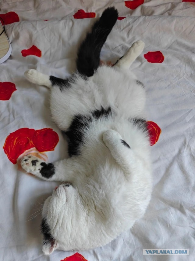 Очередной котовторник