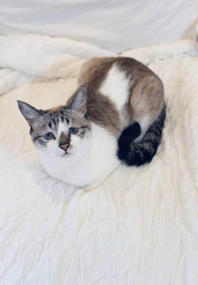 Печальная кошка