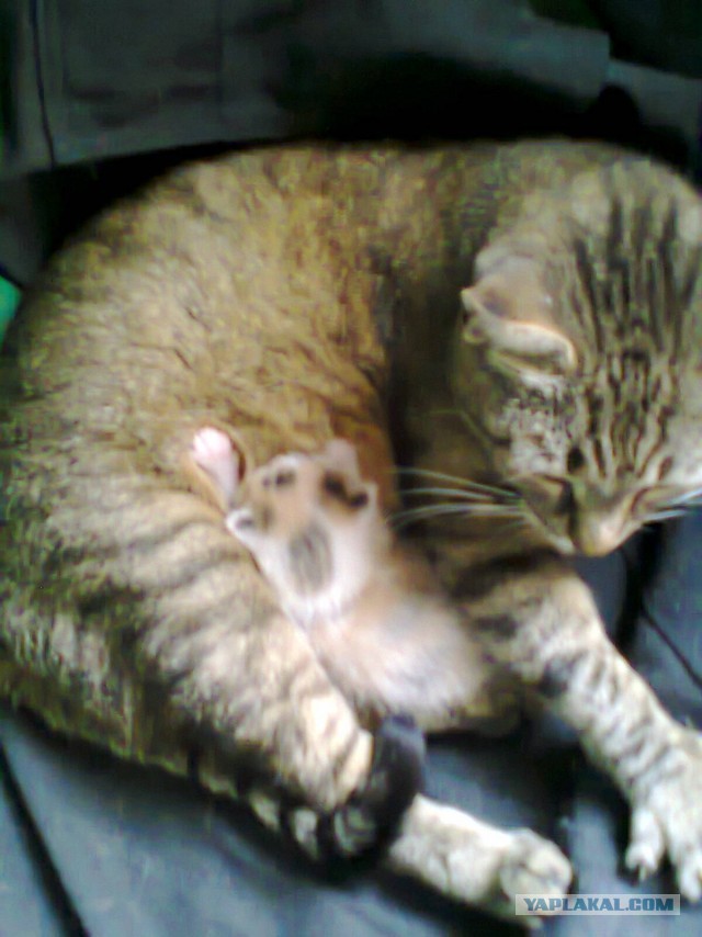 Котовторник 17.09.2013