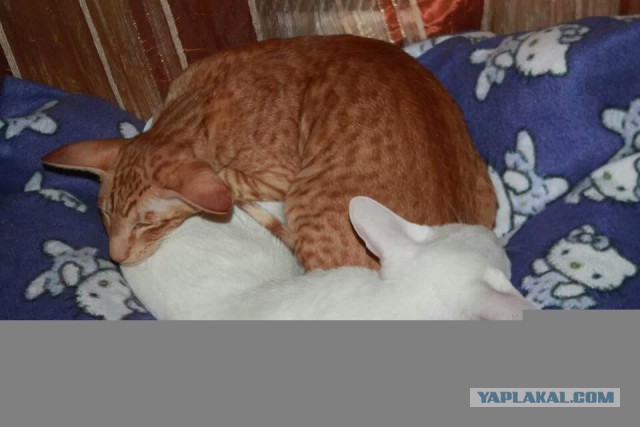 Котовторник 04.03.2014