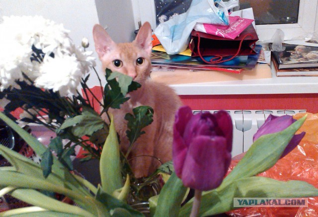 Котовторник 18.03.2014