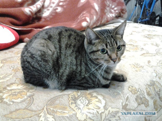 Котовторник 22.07.14