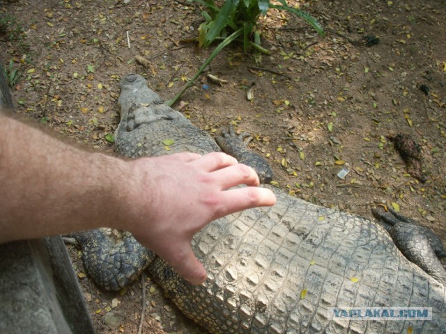 2557. Таиланд. Паттая. Джомтьен.