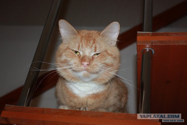 Кот закрыл своего хозяина на балконе