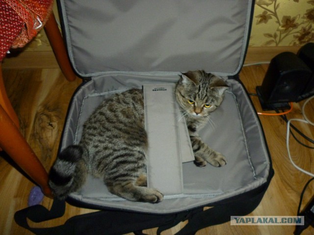 Кошки vs. пакеты