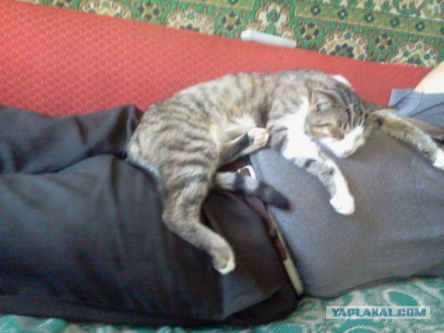 Котовторник  21.07.2015