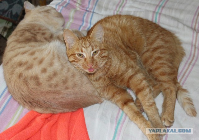 Котовторник