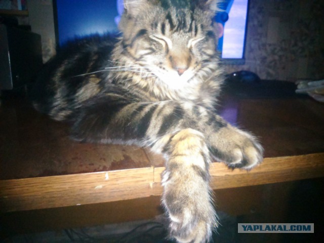 Котовторник