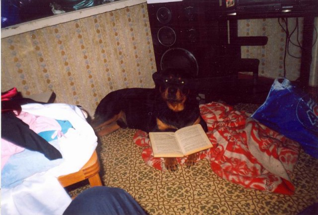 Собакочетверг же, ау!