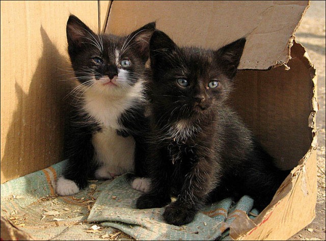 Коты, кошки, котята