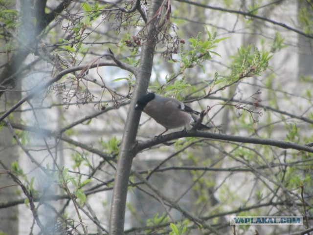 Каких птиц вы видите в городе?
