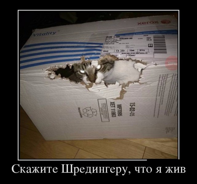 "Оскара" - котикам!