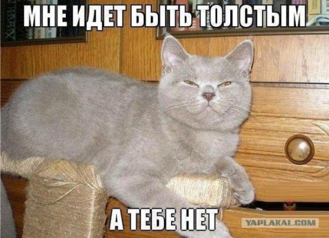Про кота