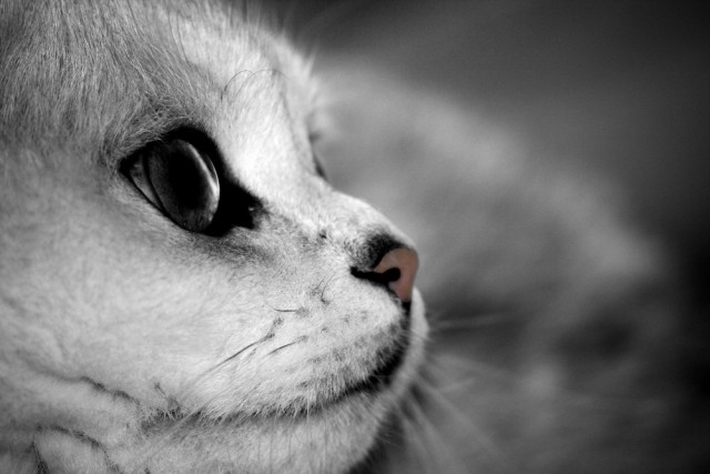 Котовторник на ЯПе (29.01)