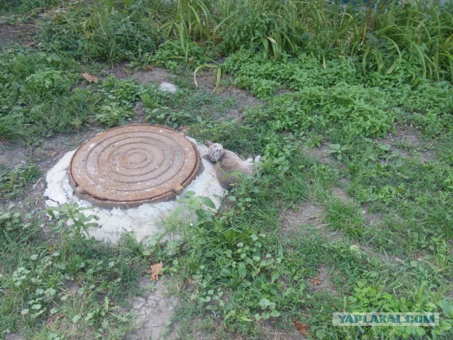 Котовторник 06.09.2016