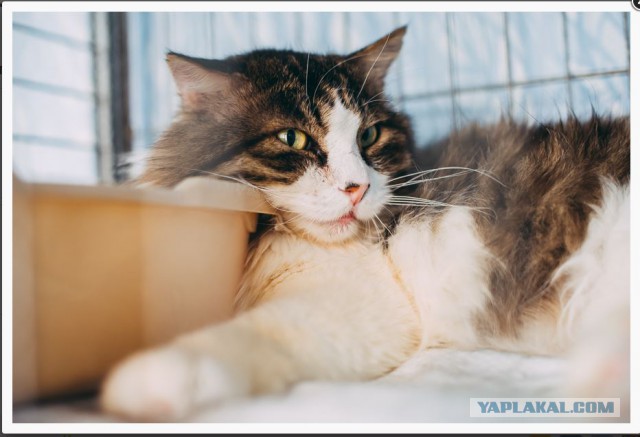Что делать с котом