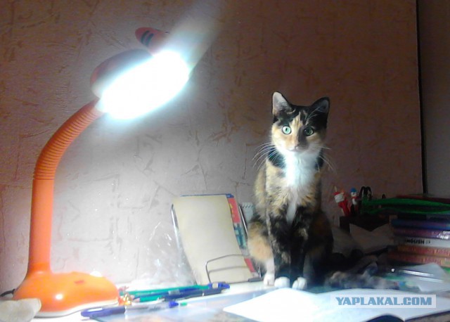 Купил котам корм в виде желе