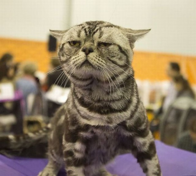 Коты из сети