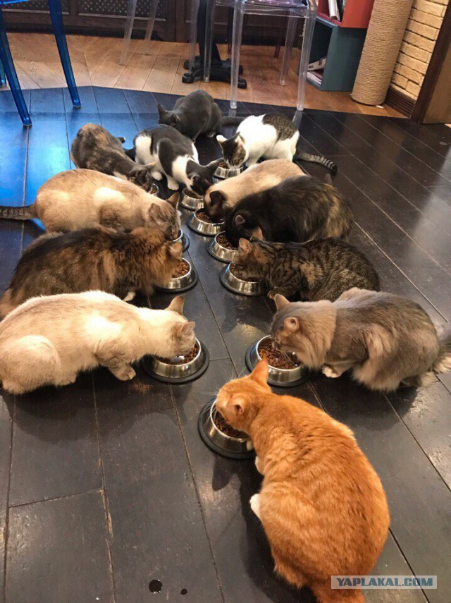 Коты из сети