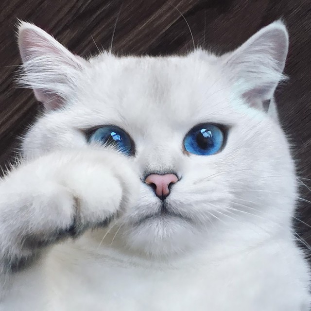 Коты и Кошки