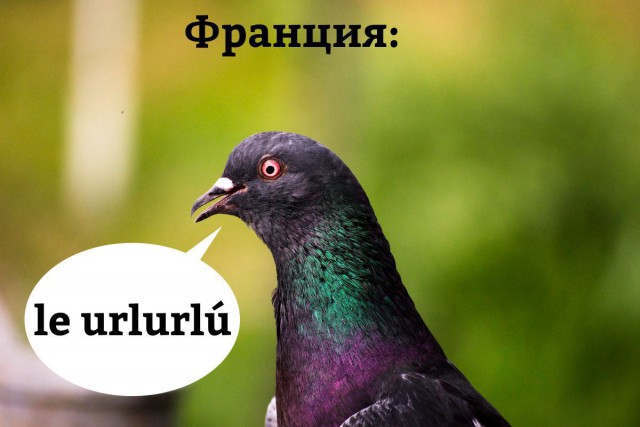 Как разговаривают голуби в разных странах мира