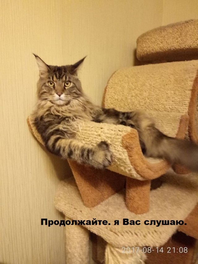 134 картинки для поднятия настроения!