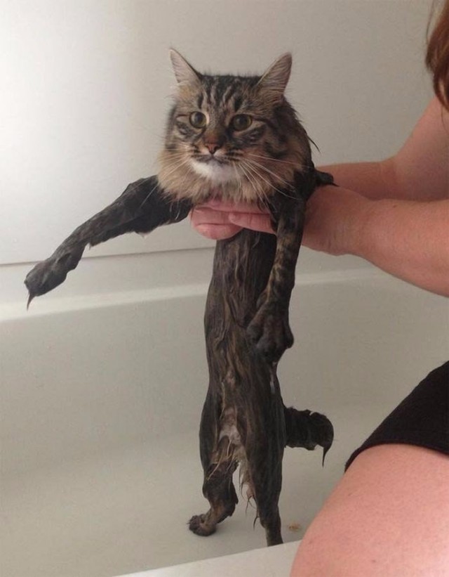 Коты и Кошки