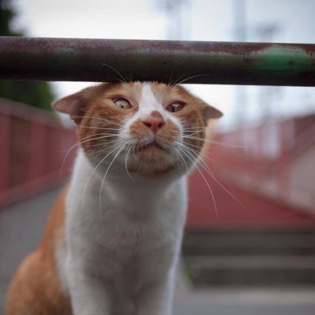 Прикольных котов пост