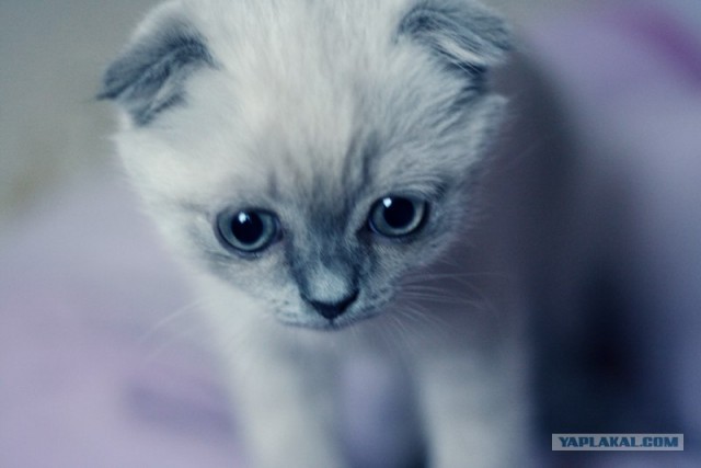 Котовторник  на  ЯПлакалъ