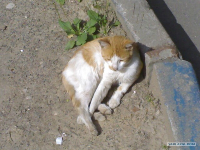 Котовторник на ЯПлакалъ