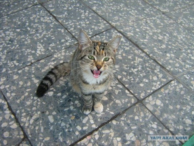 Внимание! На ЯПе КОТОВТОРНИК. 23.09.08.