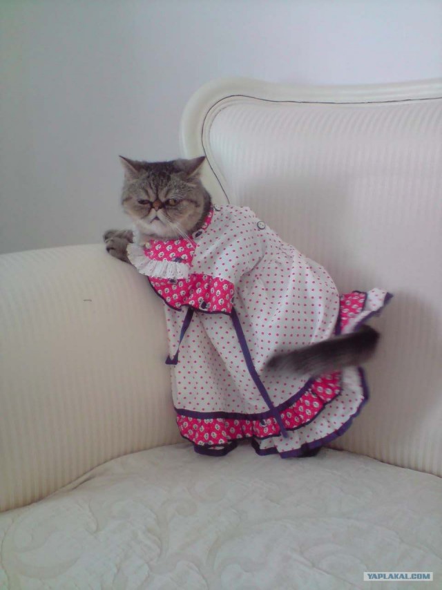 Тетя кошка - фотомодель