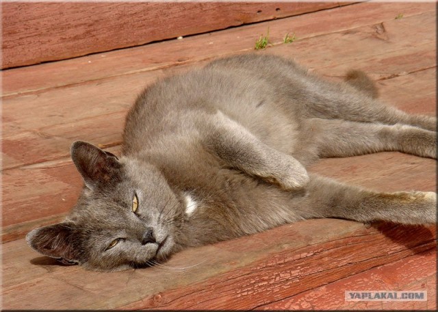 Котовторник (13.01)