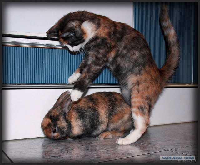 Котовторник ужасов (36 фот)