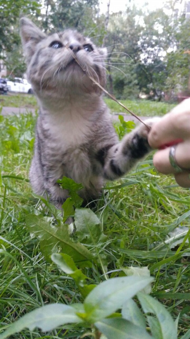 Прикольных котов пост